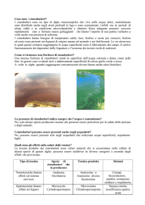 Cosa sono i cianobatteri? I cianobatteri sono un tipo di alghe