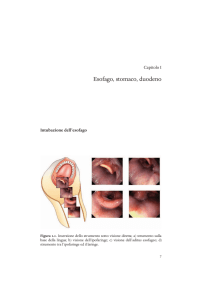 Esofago, stomaco, duodeno