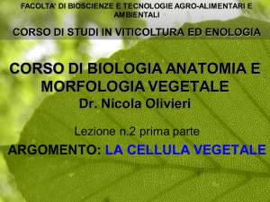 CORSO DI BIOLOGIA ANATOMIA E MORFOLOGIA VEGETALE Dr