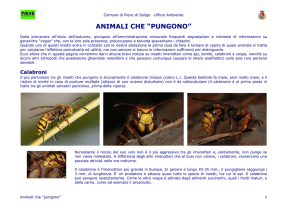 Animali che pungono - Comune di Pieve di Soligo