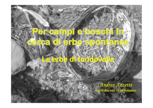Le erbe di fondovalle