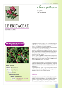 Homoeopathicum - Le Ericaceae 2° parte
