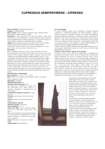 cupressus sempervirens - cipresso