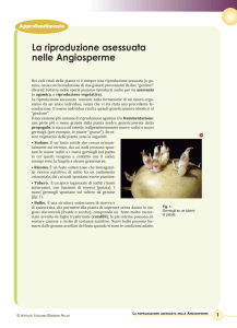 La riproduzione asessuata nelle Angiosperme