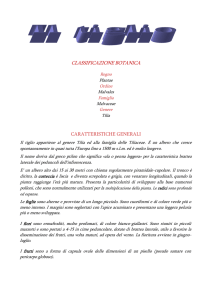 Il Tiglio - Scuole Cornate