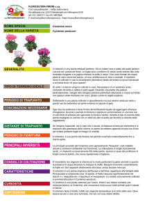 Ciclamino micro Cyclamen persicum