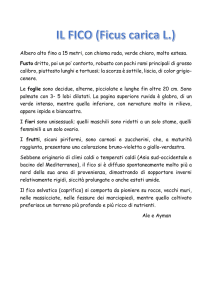 Albero alto fino a 15 metri, con chioma rada, verde chiaro, molto