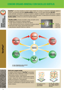 concimi oRGano-minERali con BacillUS SUBTiliS