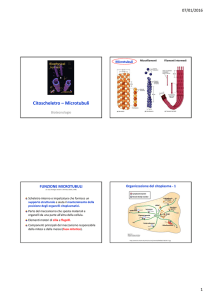Citoscheletro – Microtubuli