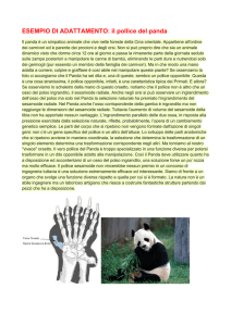 ESEMPIO DI ADATTAMENTO: il pollice del panda