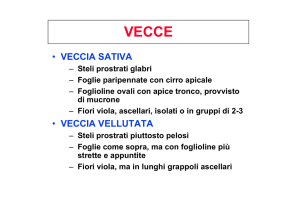 Foraggere annuali: erbai a semina preferibilmente primaverile