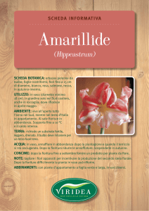 Hippeastrum