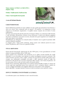 Nome comune: LUMACA ACQUATICA (Inglese