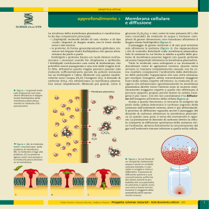 approfondimento > Membrana cellulare e diffusione