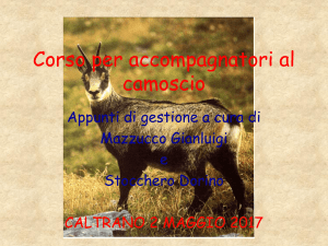 Camoscio parte 1 - Provincia di Vicenza