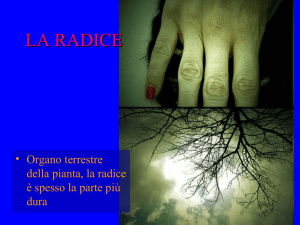 la radice - Erba TiSana