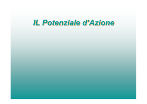 IL Potenziale d`Azione IL Potenziale d`Azione