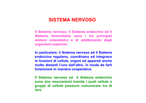 Endocrino