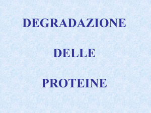 DEGRADAZIONE DELLE PROTEINE - e