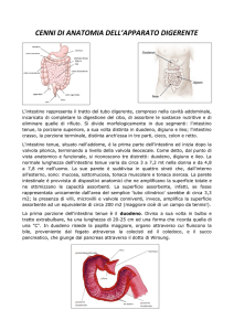 CENNI DI ANATOMIA DELL`APPARATO DIGERENTE
