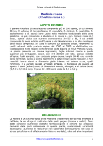 Rodiola rosea - Pianteofficinali.org