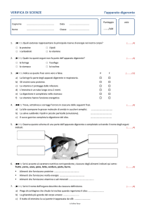 Verifica di Scienze: L'Apparato Digerente - Scuola Media