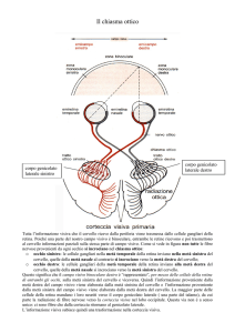 Il chiasma ottico