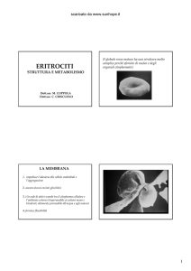 eritrociti