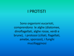 i protisti - scienze della terra
