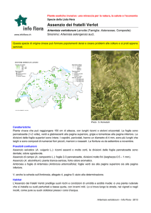 Artemisia verlotiorum