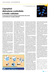 L`apoptosi: distruzione controllata a livello cellulare