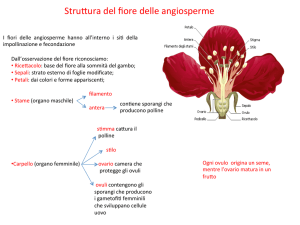 le angiosperme - Simone Damiano Ph.D.