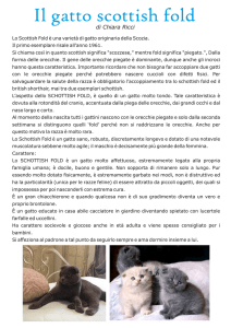 Il gatto scottish fold