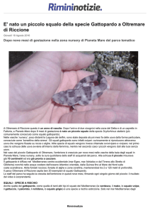 E` nato un piccolo squalo della specie Gattopardo a