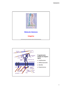 Diapositive sulle integrine