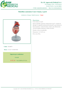 Modellino anatomico Cuore Umano, 2 parti