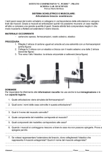 ARTICOLAZIONE BRACCIO - AVAMBRACCIO