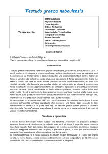Testudo graeca nabeulensis