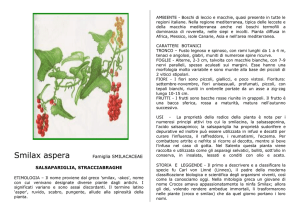Smilax aspera