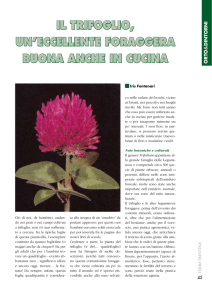 il trifoglio, un`eccellente foraggera buona anche in cucina