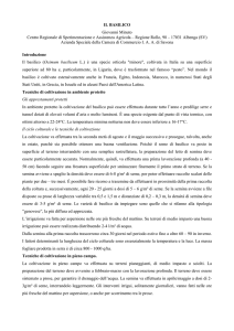 il basilico