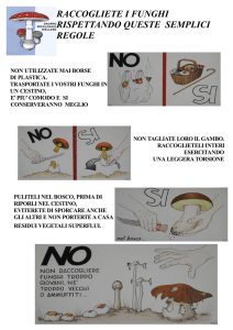 Regole pratiche raccolta funghi
