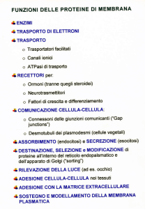 FUNZIONI DELLE PROTEINE DI MEIUBRANA