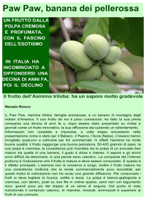 Paw Paw, banana dei pellerossa