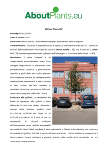 Ulmus `Fiorente`