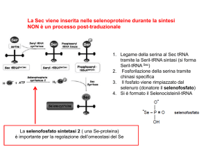 Le tioredossina reduttasi