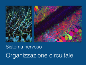 Organizzazione circuitale
