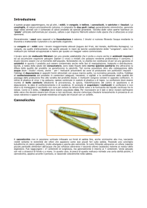 Introduzione Cannolicchio