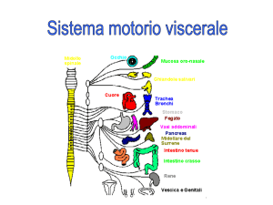 Presentazione di PowerPoint