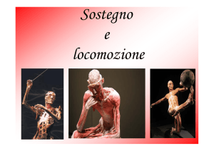 Sostegno e locomozione